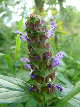 Petites fleurs (environ 1 cm de long), habituellement bleuâtres mais parfois purpurines voire plus rarement blanches. Elles sont disposées de sorte que l'on peut imaginer un cylindre disposé verticalement. Agrandir dans une nouvelle fenêtre (ou onglet)